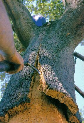 ARBOL DE CORCHO